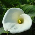 Zantedeschia aethiopica fleur